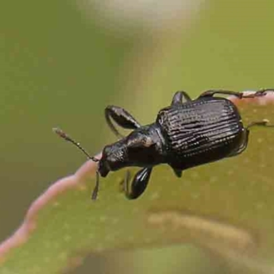 Euops sp. (genus) (A leaf-rolling weevil) at O'Connor, ACT - 18 Mar 2024 by ConBoekel