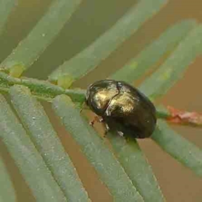 Ditropidus sp. (genus) (Leaf beetle) at Bruce Ridge - 18 Mar 2024 by ConBoekel