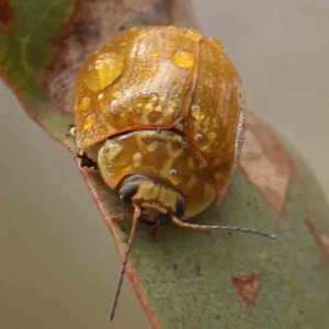 Paropsisterna cloelia at Bruce Ridge - 18 Mar 2024