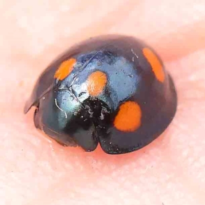 Orcus australasiae (Orange-spotted Ladybird) at Bruce Ridge - 18 Mar 2024 by ConBoekel