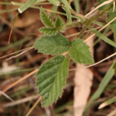 Rubus anglocandicans (Blackberry) at O'Connor, ACT - 18 Mar 2024 by ConBoekel