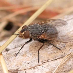 Calliphora sp. (genus) (Unidentified blowfly) at O'Connor, ACT - 18 Mar 2024 by ConBoekel