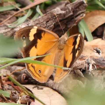 Heteronympha merope (Common Brown Butterfly) at Bruce Ridge - 18 Mar 2024 by ConBoekel