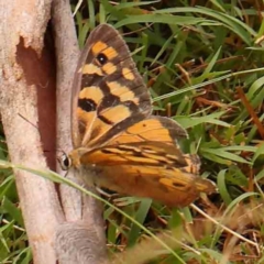 Heteronympha penelope (Shouldered Brown) at Bruce Ridge - 18 Mar 2024 by ConBoekel