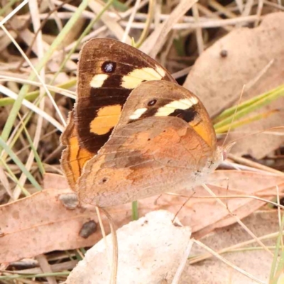 Heteronympha merope (Common Brown Butterfly) at Bruce Ridge - 18 Mar 2024 by ConBoekel