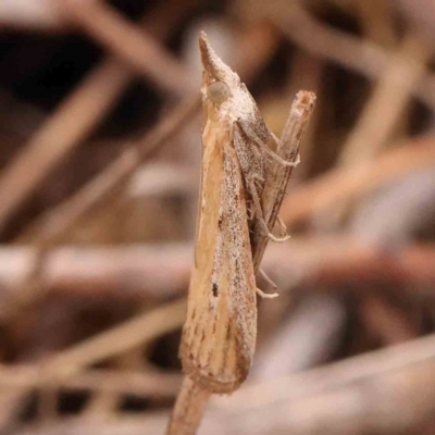 Faveria tritalis (Couchgrass Webworm) at Bruce Ridge - 18 Mar 2024 by ConBoekel