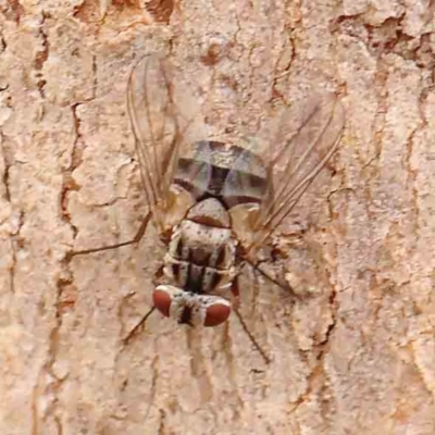 Muscidae (family) (Unidentified muscid fly) at Bruce Ridge - 18 Mar 2024 by ConBoekel