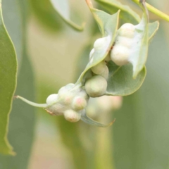 Unidentified Unidentified Insect Gall at O'Connor, ACT - 18 Mar 2024 by ConBoekel