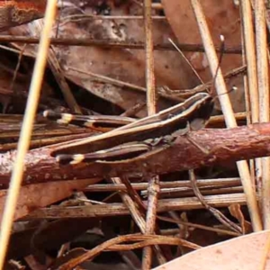 Macrotona australis at Bruce Ridge - 18 Mar 2024