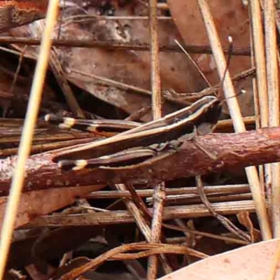 Macrotona australis (Common Macrotona Grasshopper) at Bruce Ridge - 18 Mar 2024 by ConBoekel