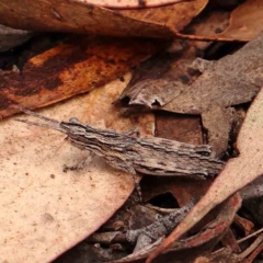 Coryphistes ruricola (Bark-mimicking Grasshopper) at Bruce Ridge - 18 Mar 2024 by ConBoekel