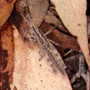 Coryphistes ruricola at Bruce Ridge - 18 Mar 2024