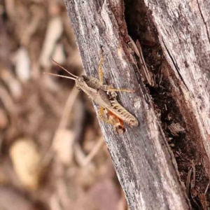 Phaulacridium vittatum at Bruce Ridge - 18 Mar 2024