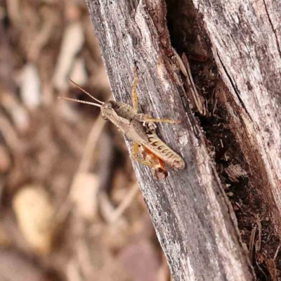 Phaulacridium vittatum (Wingless Grasshopper) at Bruce Ridge - 18 Mar 2024 by ConBoekel
