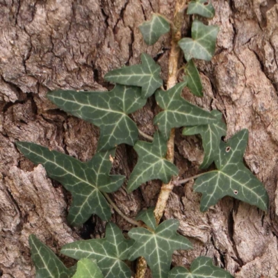 Hedera helix (Ivy) at O'Connor, ACT - 18 Mar 2024 by ConBoekel