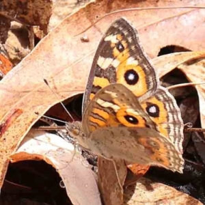 Junonia villida at Bruce Ridge - 18 Mar 2024