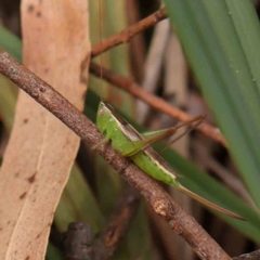 Conocephalus semivittatus (Meadow katydid) at Bruce Ridge - 18 Mar 2024 by ConBoekel