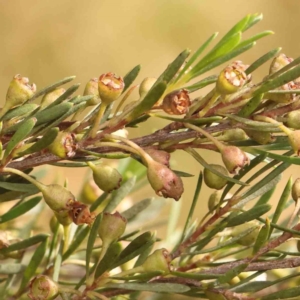 Kunzea ericoides at Bruce Ridge - 18 Mar 2024