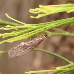 Stenosmylus tenuis (Osmylid lacewing) at Bruce Ridge - 18 Mar 2024 by ConBoekel