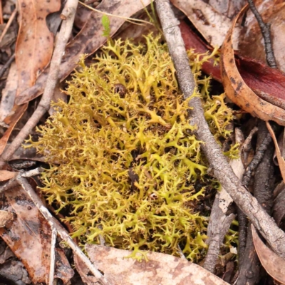 Cladia aggregata (A lichen) at O'Connor, ACT - 18 Mar 2024 by ConBoekel