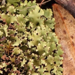 Unidentified Lichen at O'Connor, ACT - 18 Mar 2024 by ConBoekel