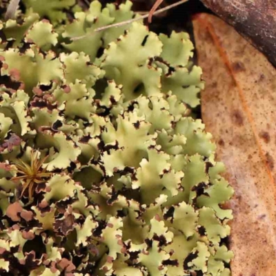 Unidentified Lichen at O'Connor, ACT - 18 Mar 2024 by ConBoekel