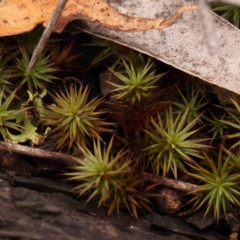 Unidentified Moss, Liverwort or Hornwort at O'Connor, ACT - 18 Mar 2024 by ConBoekel