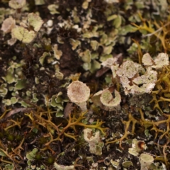 Cladonia sp. (genus) (Cup Lichen) at O'Connor, ACT - 18 Mar 2024 by ConBoekel