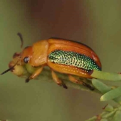 Calomela parilis (Leaf beetle) at Bruce Ridge - 18 Mar 2024 by ConBoekel