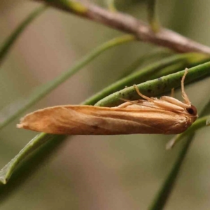 Lithosiini (tribe) at Bruce Ridge - 18 Mar 2024