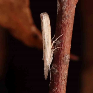 Culladia cuneiferellus at Bruce Ridge - 18 Mar 2024