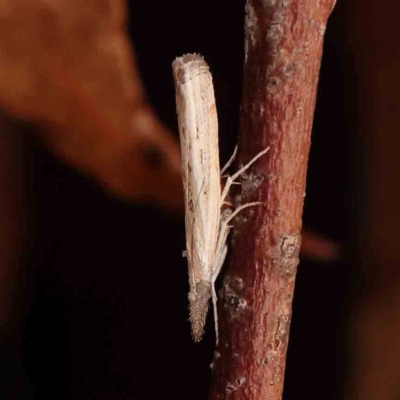 Culladia cuneiferellus (Crambinae moth) at Bruce Ridge - 18 Mar 2024 by ConBoekel