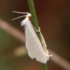 Tipanaea patulella (A Crambid moth) at Bruce Ridge - 18 Mar 2024 by ConBoekel