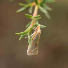 Thudaca obliquella (A Gelechioid moth (Hypertrophidae)) at Bruce Ridge - 18 Mar 2024 by ConBoekel