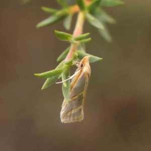 Thudaca obliquella at Bruce Ridge - 18 Mar 2024 02:00 PM