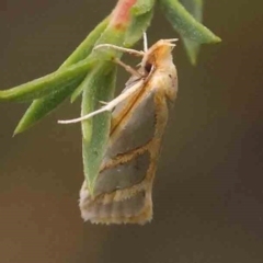 Thudaca obliquella at Bruce Ridge - 18 Mar 2024 02:00 PM