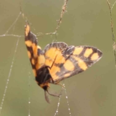 Asura lydia (Lydia Lichen Moth) at Bruce Ridge - 18 Mar 2024 by ConBoekel