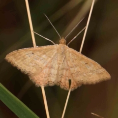 Scopula rubraria (Reddish Wave, Plantain Moth) at Bruce Ridge - 18 Mar 2024 by ConBoekel