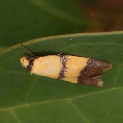 Heteroteucha translatella (Heteroteucha translatella) at Bruce Ridge - 18 Mar 2024 by ConBoekel