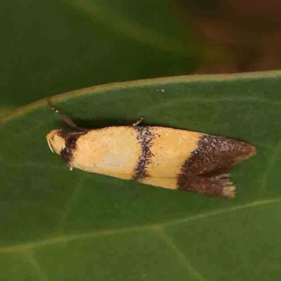 Heteroteucha translatella (Heteroteucha translatella) at Bruce Ridge - 18 Mar 2024 by ConBoekel