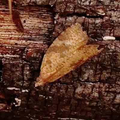 Meritastis ursina (A Tortricid moth) at Bruce Ridge - 18 Mar 2024 by ConBoekel