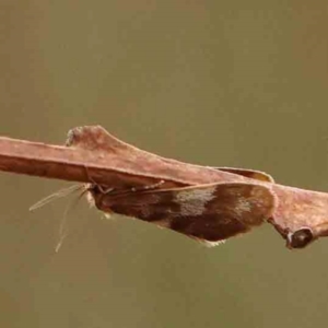 Anestia semiochrea at Bruce Ridge - 18 Mar 2024 12:56 PM