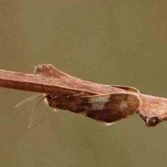 Anestia semiochrea (Marbled Footman) at Bruce Ridge - 18 Mar 2024 by ConBoekel