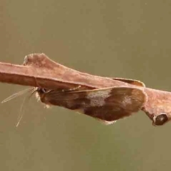 Anestia semiochrea at Bruce Ridge - 18 Mar 2024 12:56 PM