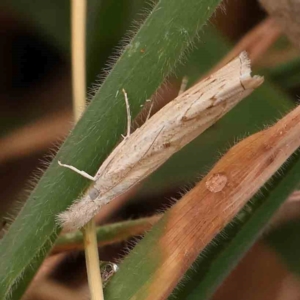 Culladia cuneiferellus at Bruce Ridge - 18 Mar 2024