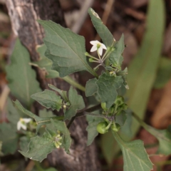 Solanum nigrum (Black Nightshade) at Bruce Ridge - 18 Mar 2024 by ConBoekel