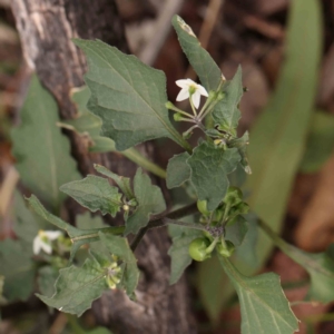 Solanum nigrum at Bruce Ridge - 18 Mar 2024 12:39 PM