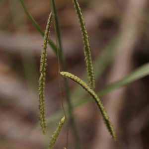 Paspalum dilatatum at Bruce Ridge - 18 Mar 2024