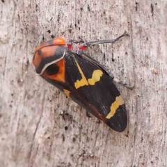 Eurymeloides pulchra (Gumtree hopper) at Bruce Ridge - 18 Mar 2024 by ConBoekel