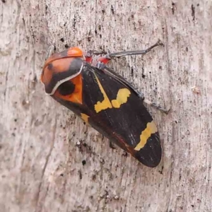 Eurymeloides pulchra at Bruce Ridge - 18 Mar 2024 01:51 PM